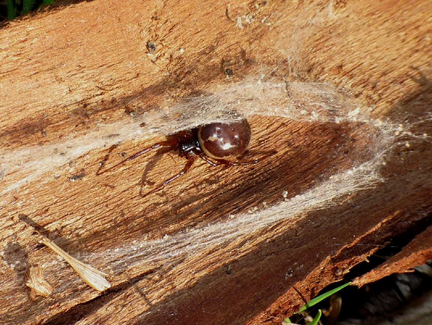 I fiocchetti bianchi della Steatoda nobilis